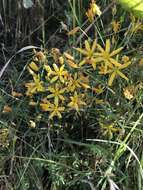 Image of common goldenstar