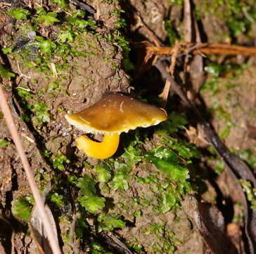 Image of Hygrocybe xanthopoda A. M. Young 2000