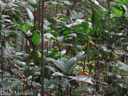 Image de Chamaedorea tepejilote Liebm.