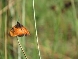 Image de Acraea natalica Boisduval 1847