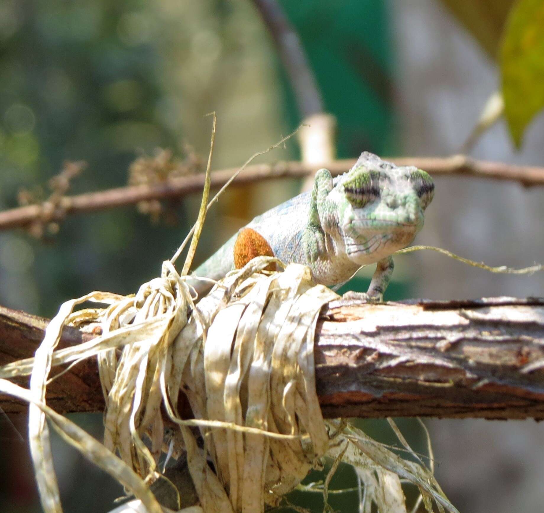 Image of Big-nosed chameleon