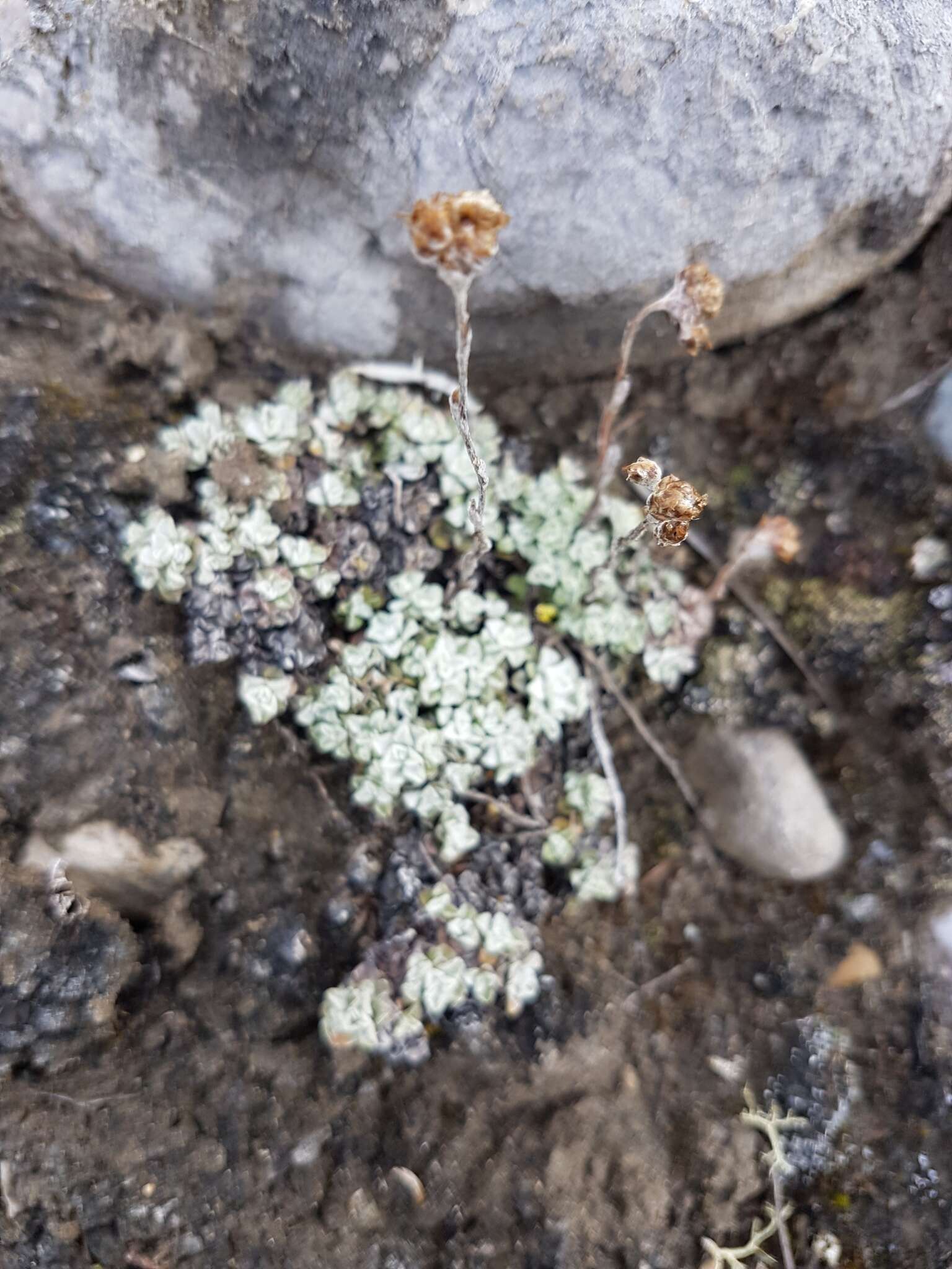 Imagem de Antennaria densifolia Porsild