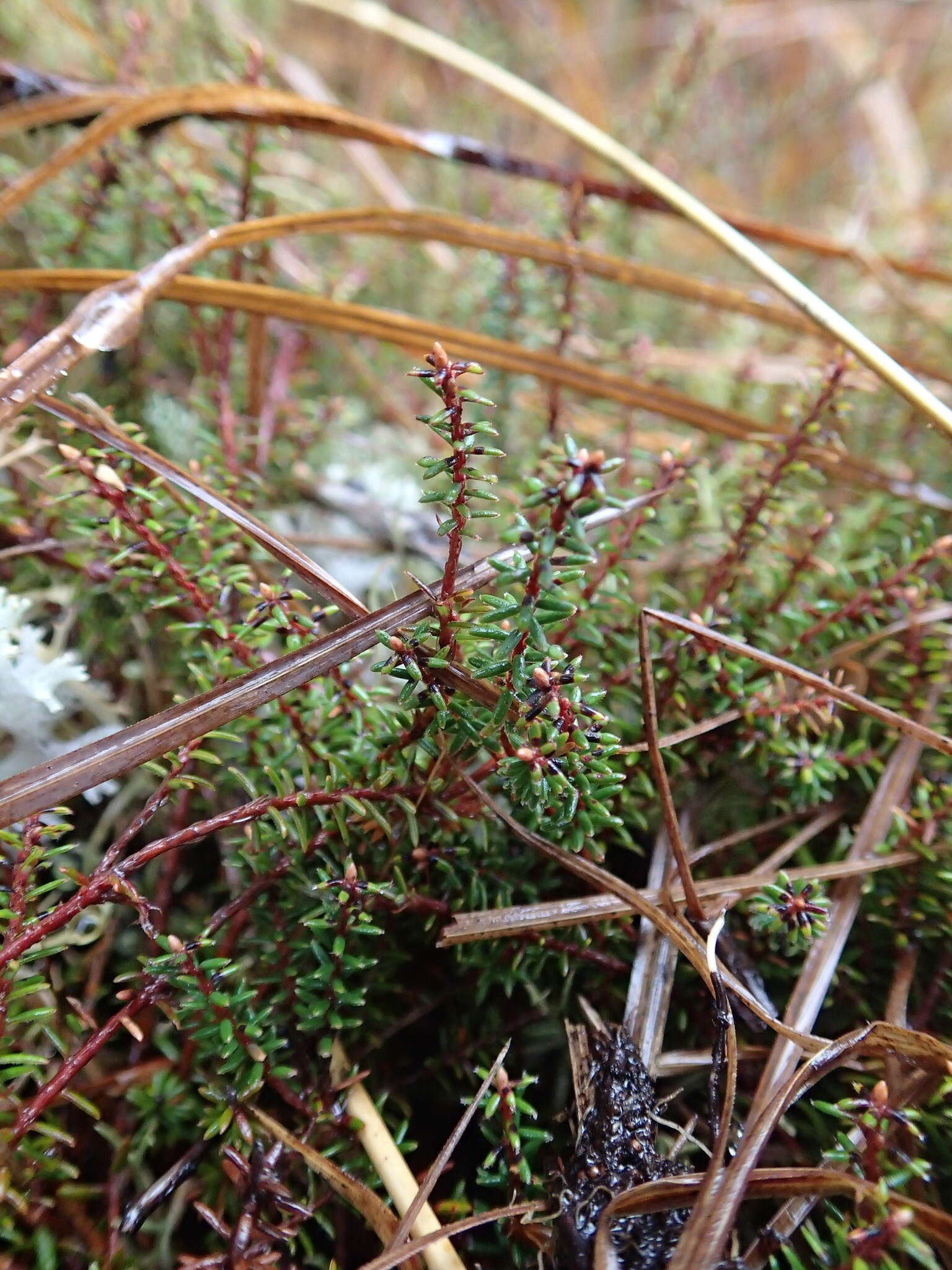 Image of Androstoma empetrifolia Hook. fil.