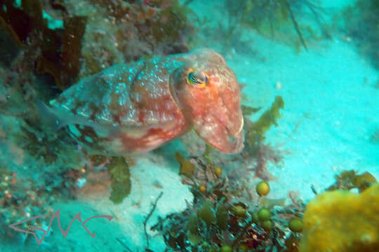 Image of Ken's cuttlefish