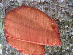 Image de Pourouma guianensis Aubl.