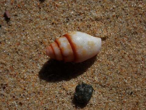 Image of yellow dovesnail