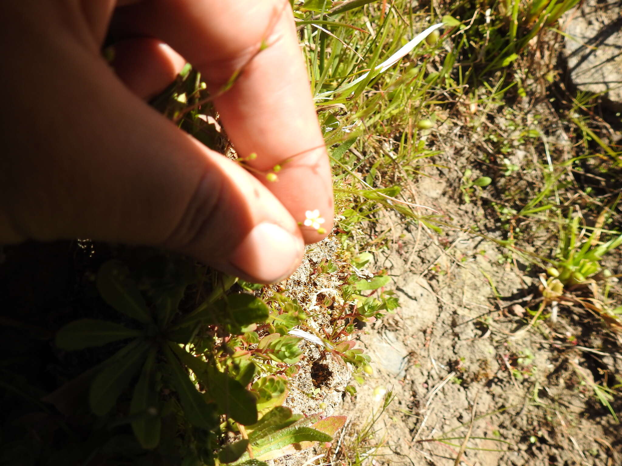 Image de Sabulina californica (A. Gray) Dillenb. & Kadereit