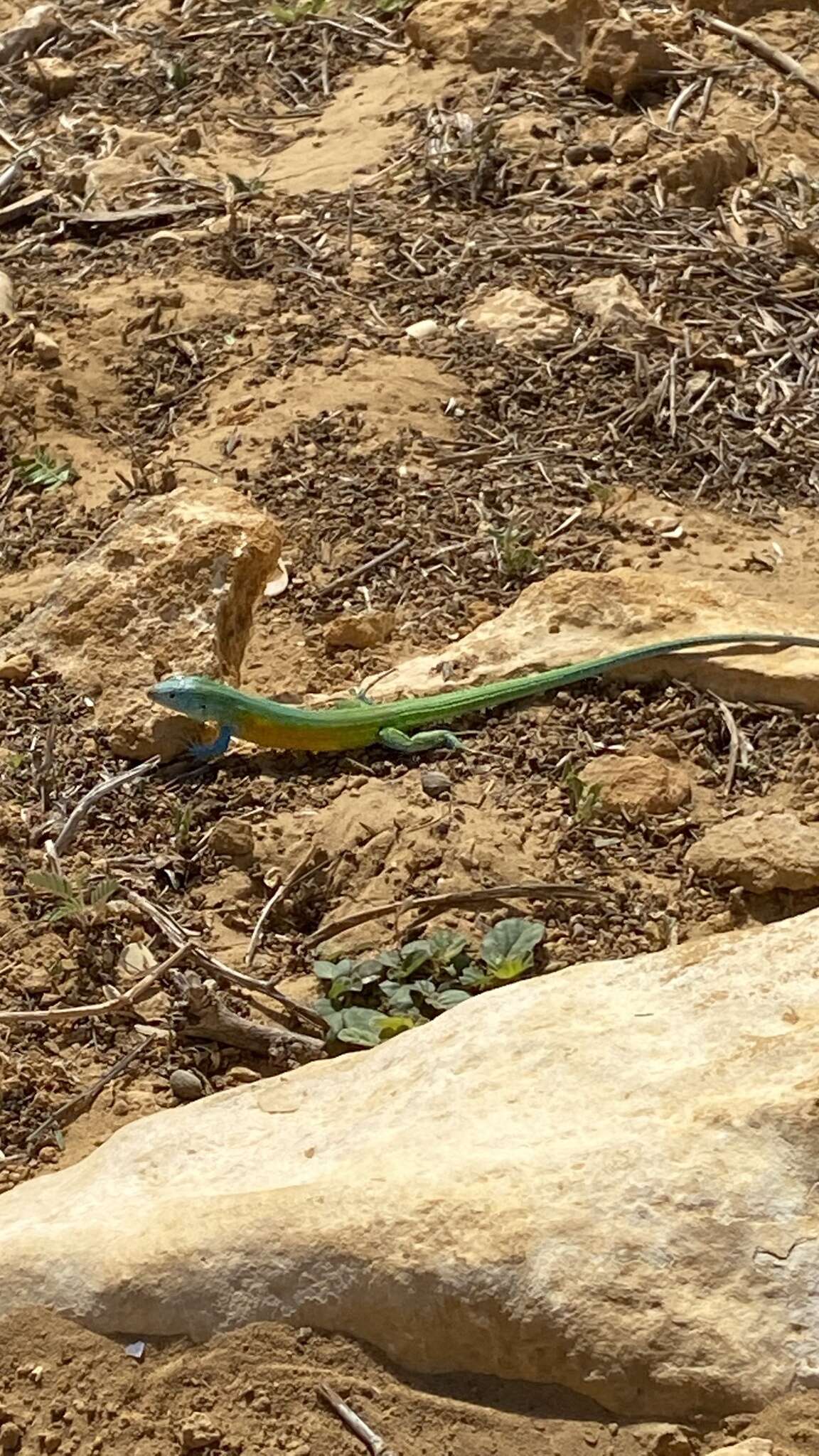Cnemidophorus arenivagus Markezich, Cole & Dessauer 1997的图像