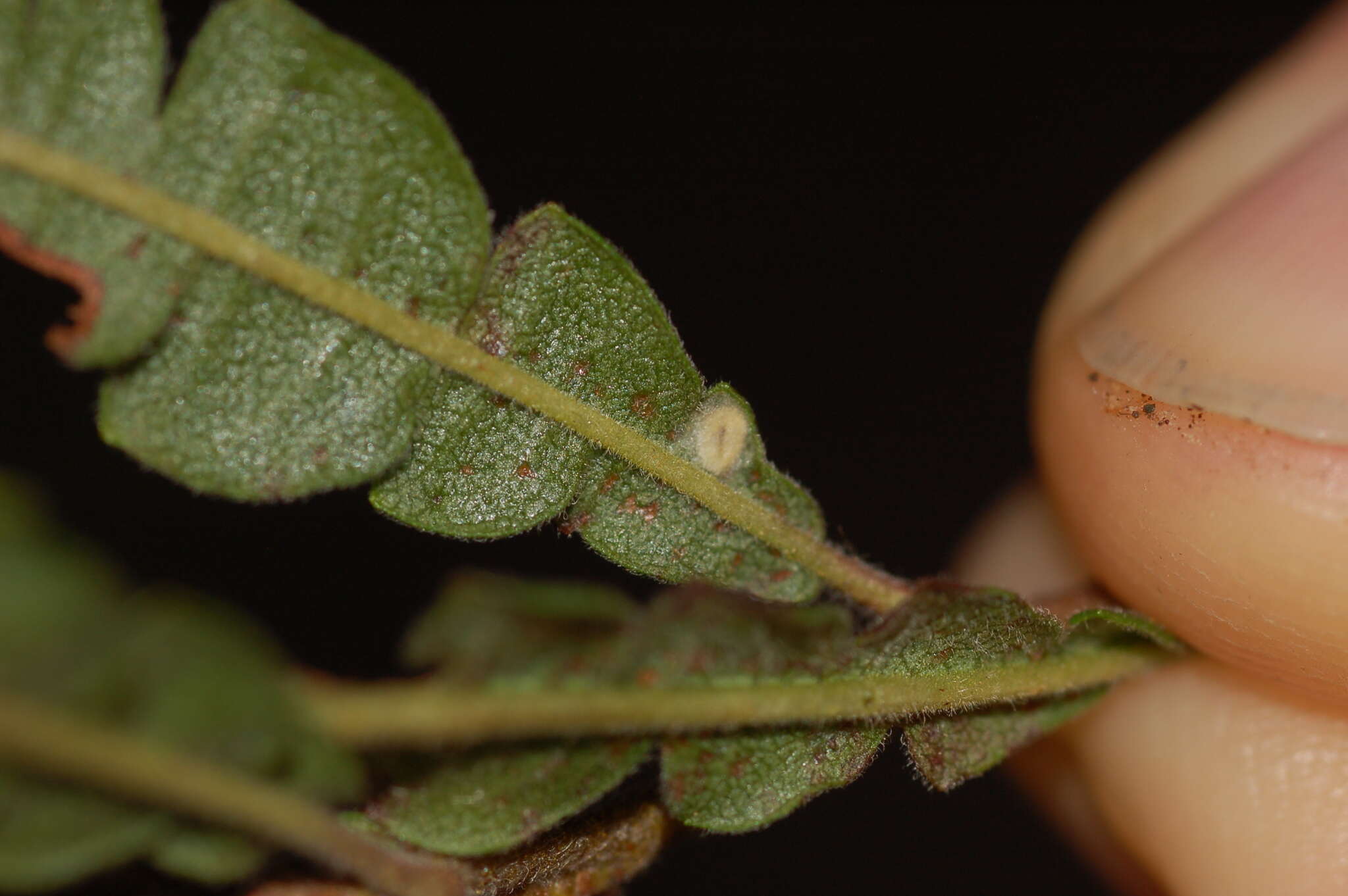 Image of Bucculatrix paroptila Braun 1963