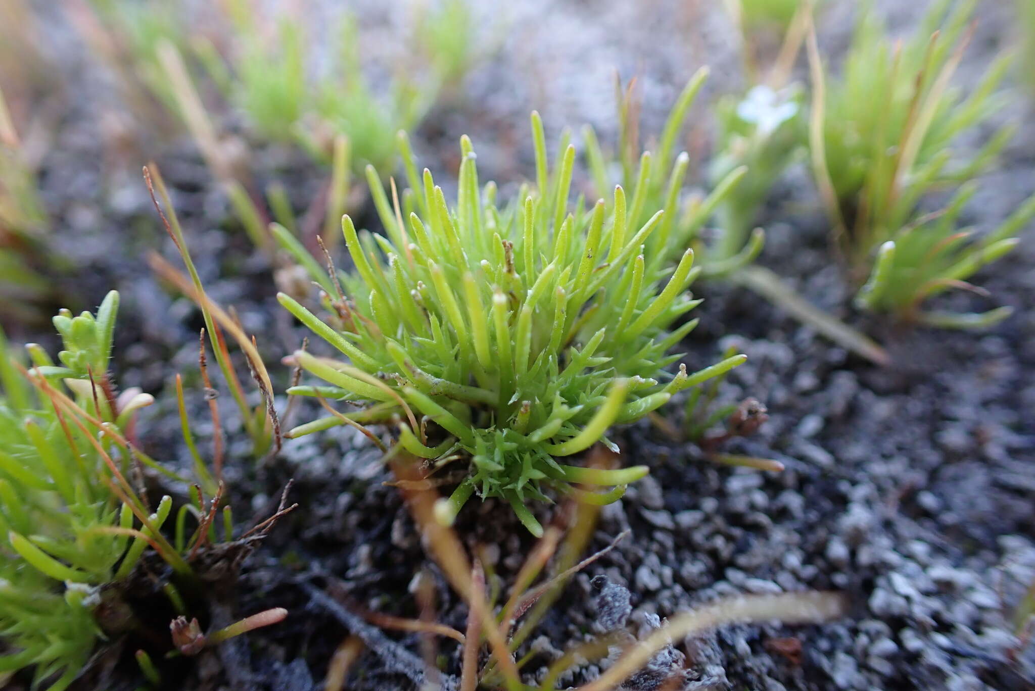 Image of Navarretia involucrata Ruiz & Pav.