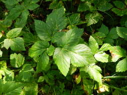 Imagem de Aegopodium latifolium Turcz.