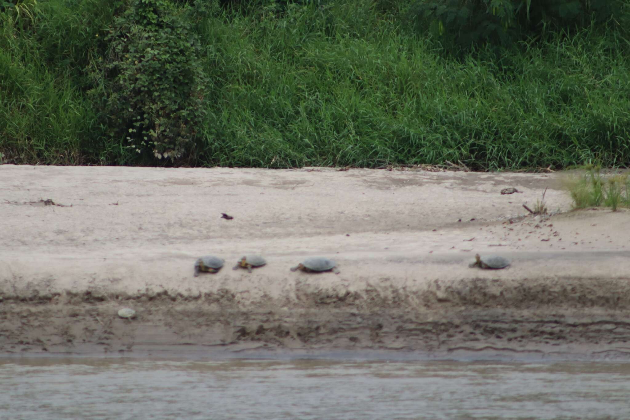 Image of Rio Magdalena River Turtle