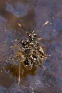 صورة Chartoscirta elegantula (Fallén 1807)