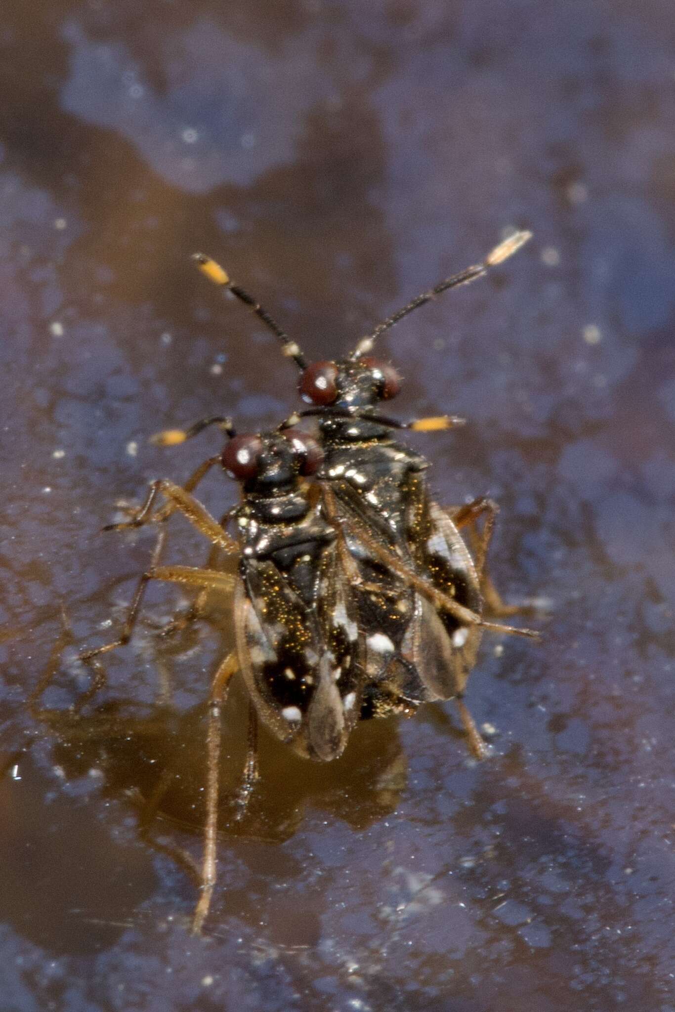 صورة Chartoscirta elegantula (Fallén 1807)