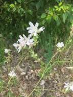 Image of meadow checkerbloom