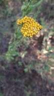 Слика од Achillea ageratum L.