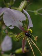 Image of Aneilema hockii De Wild.