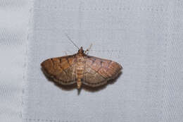 Image of Herpetogramma rudis Warren 1892