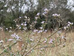 Image of ivyleaf thoroughwort