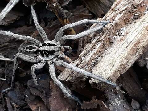 Image of Lycosa erythrognatha Lucas 1836