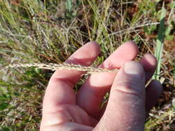 Calamagrostis pickeringii A. Gray的圖片