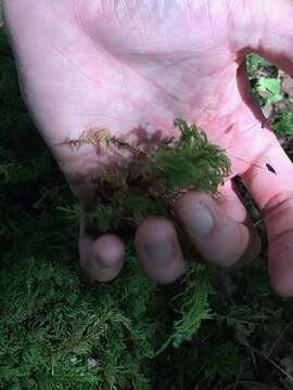 Image of leucolepis umbrella moss