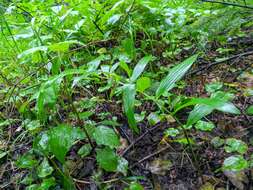 Слика од Polygonatum odoratum var. maximowiczii (F. Schmidt) Koidz.