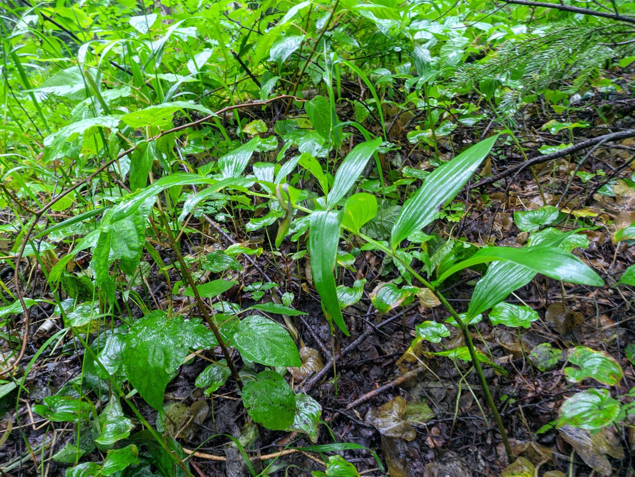 Слика од Polygonatum odoratum var. maximowiczii (F. Schmidt) Koidz.