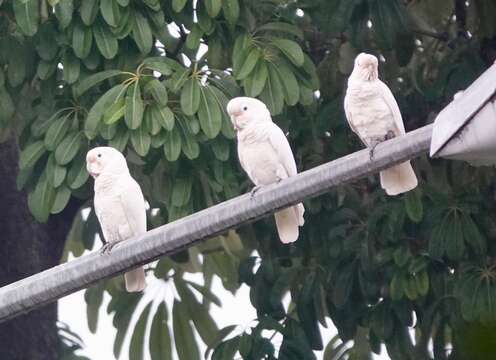 Image of Goffin's Cockatoo