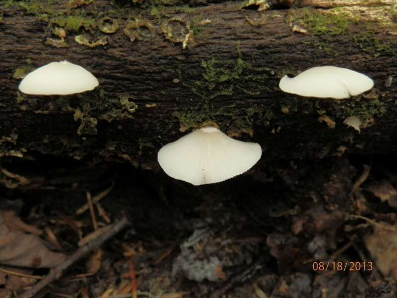 Crepidotus epibryus (Fr.) Quél. 1888 resmi