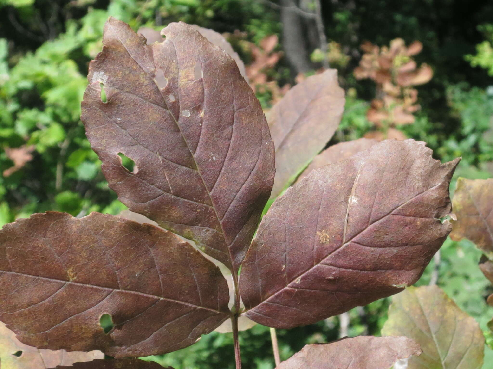 Image of Fraxinus chinensis subsp. rhynchophylla (Hance) A. E. Murray
