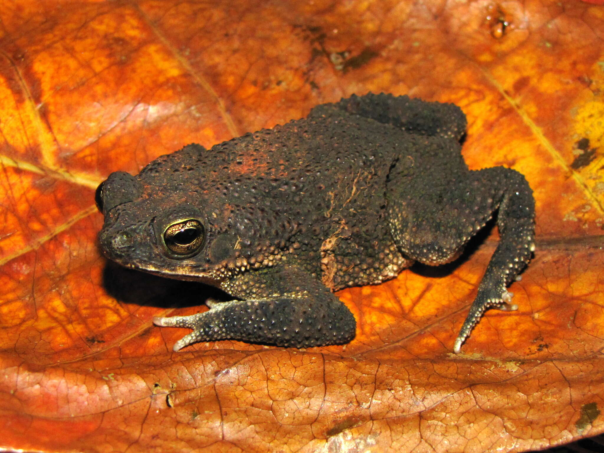 Image of Common Lesser Toad