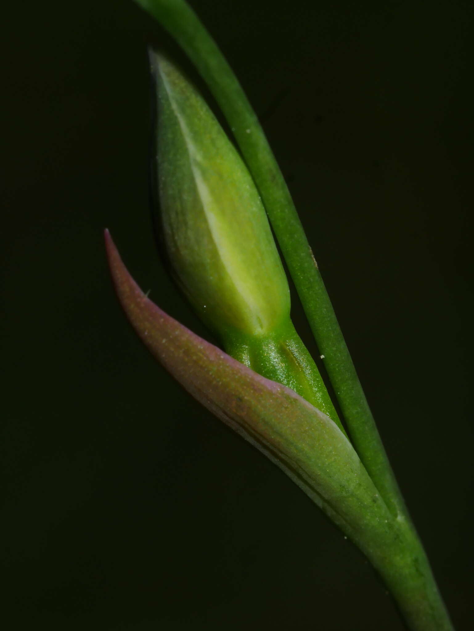 Image of Sun orchid