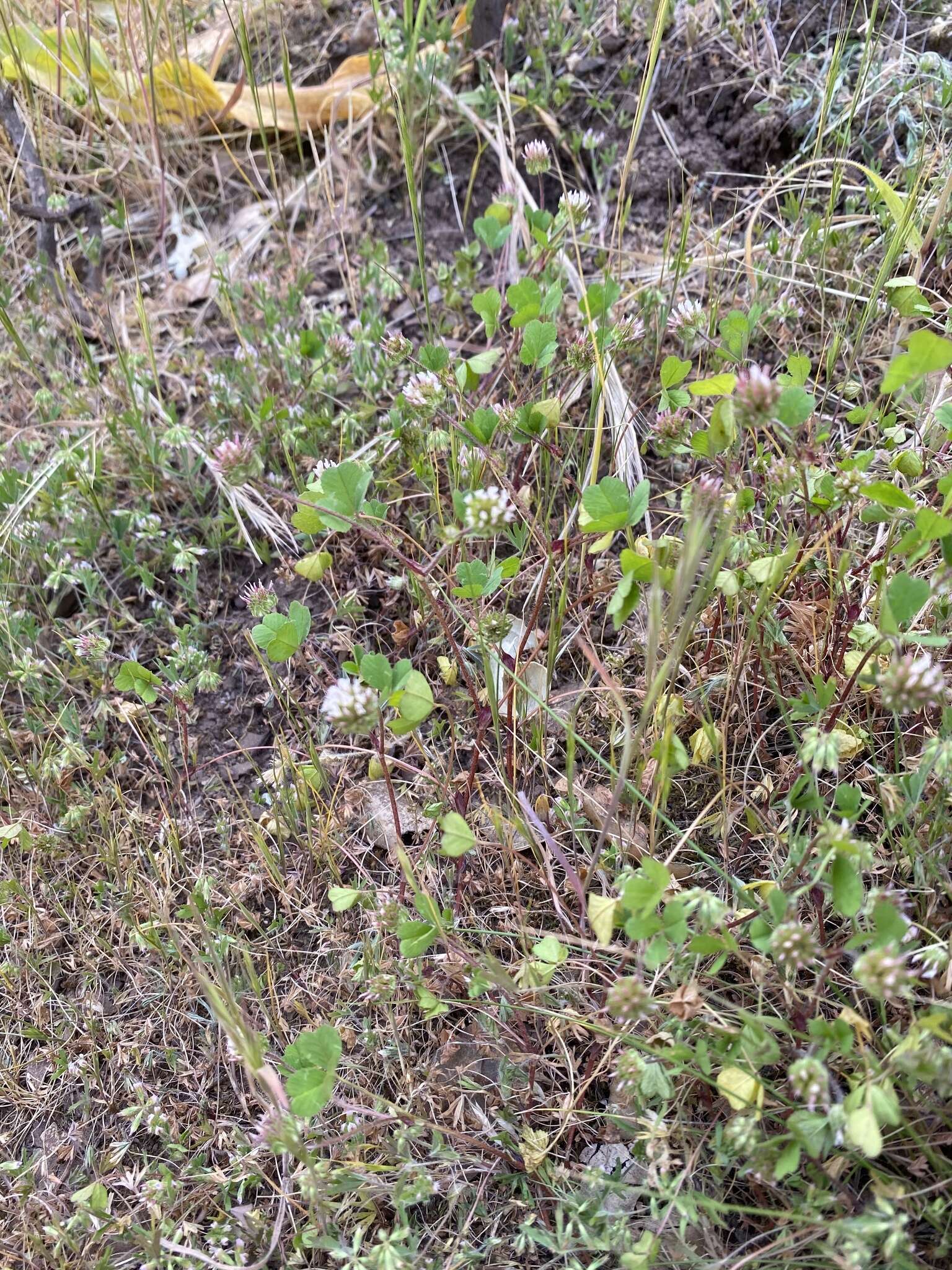 Image of thimble clover