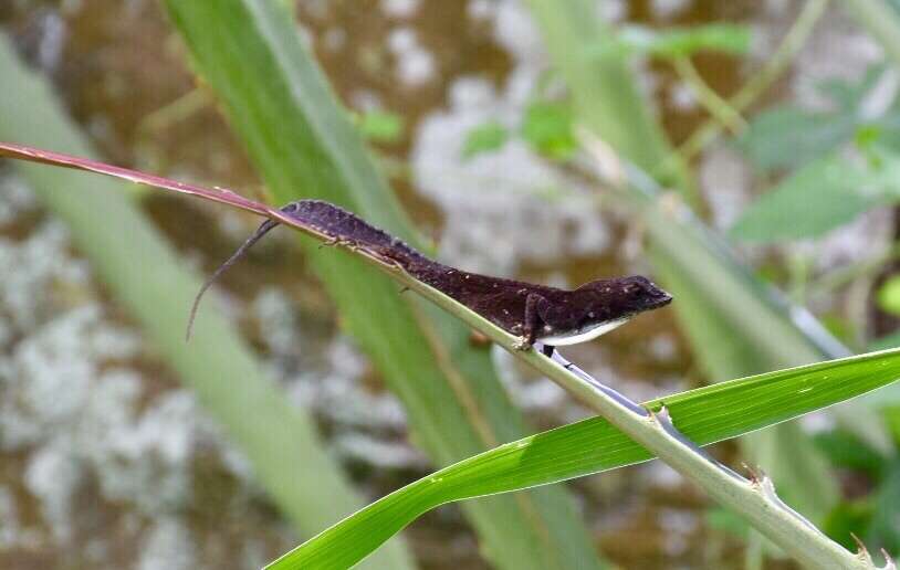 Image of Sagua de Tanamo  Anole