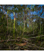 Image of Leafless tongue orchid