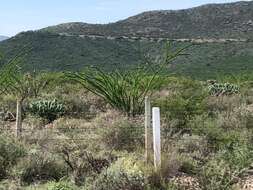 Imagem de Fouquieria splendens subsp. breviflora Henrickson