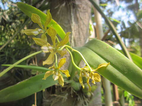 Image of Encyclia rzedowskiana Soto Arenas