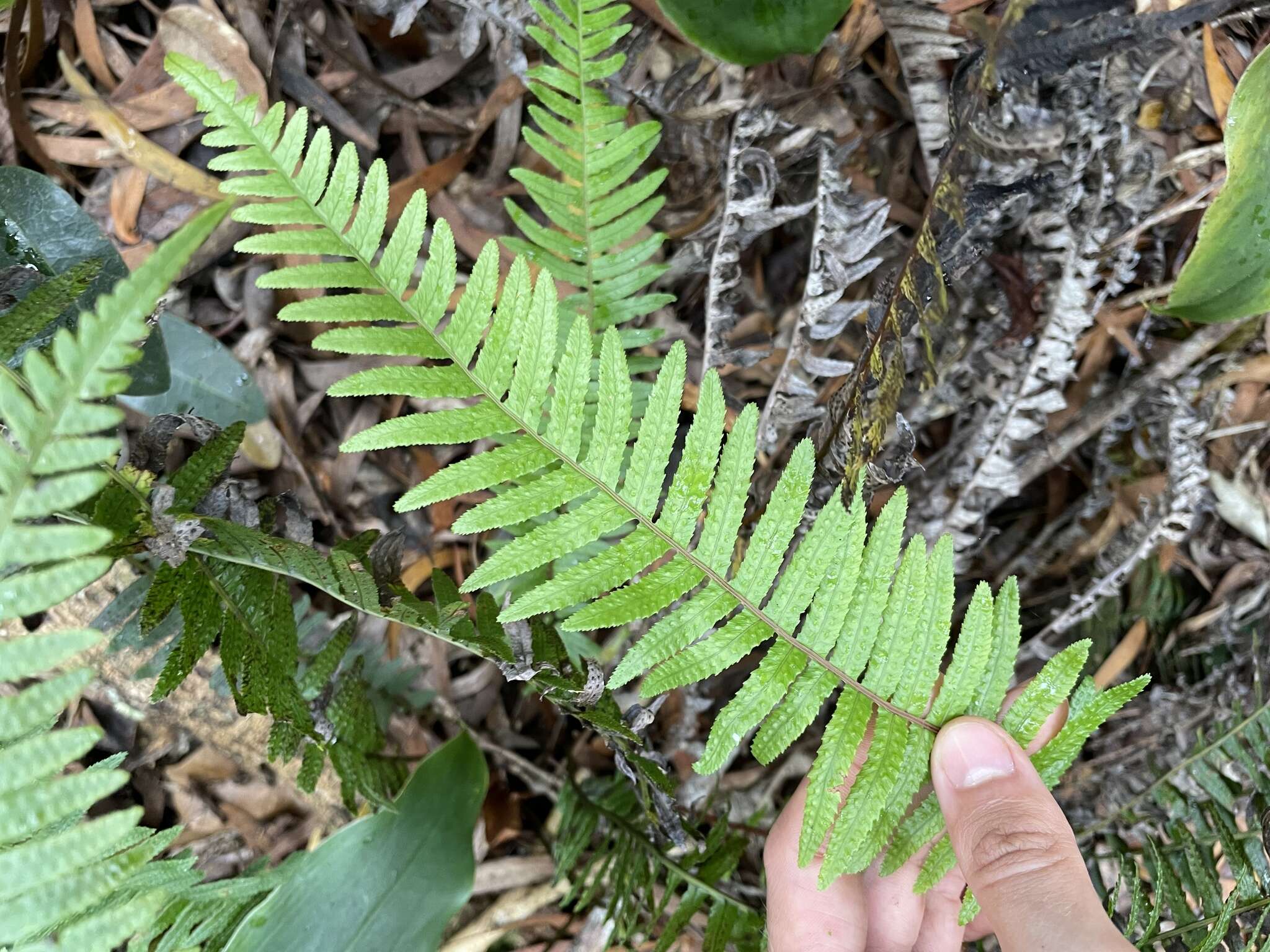 Image of Kunth's hacksaw fern