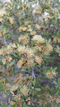 Image of <i>Distephanus polygalaefolia</i>