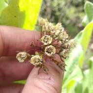 Image of Asclepias pringlei (Greenm.) R. E. Woodson