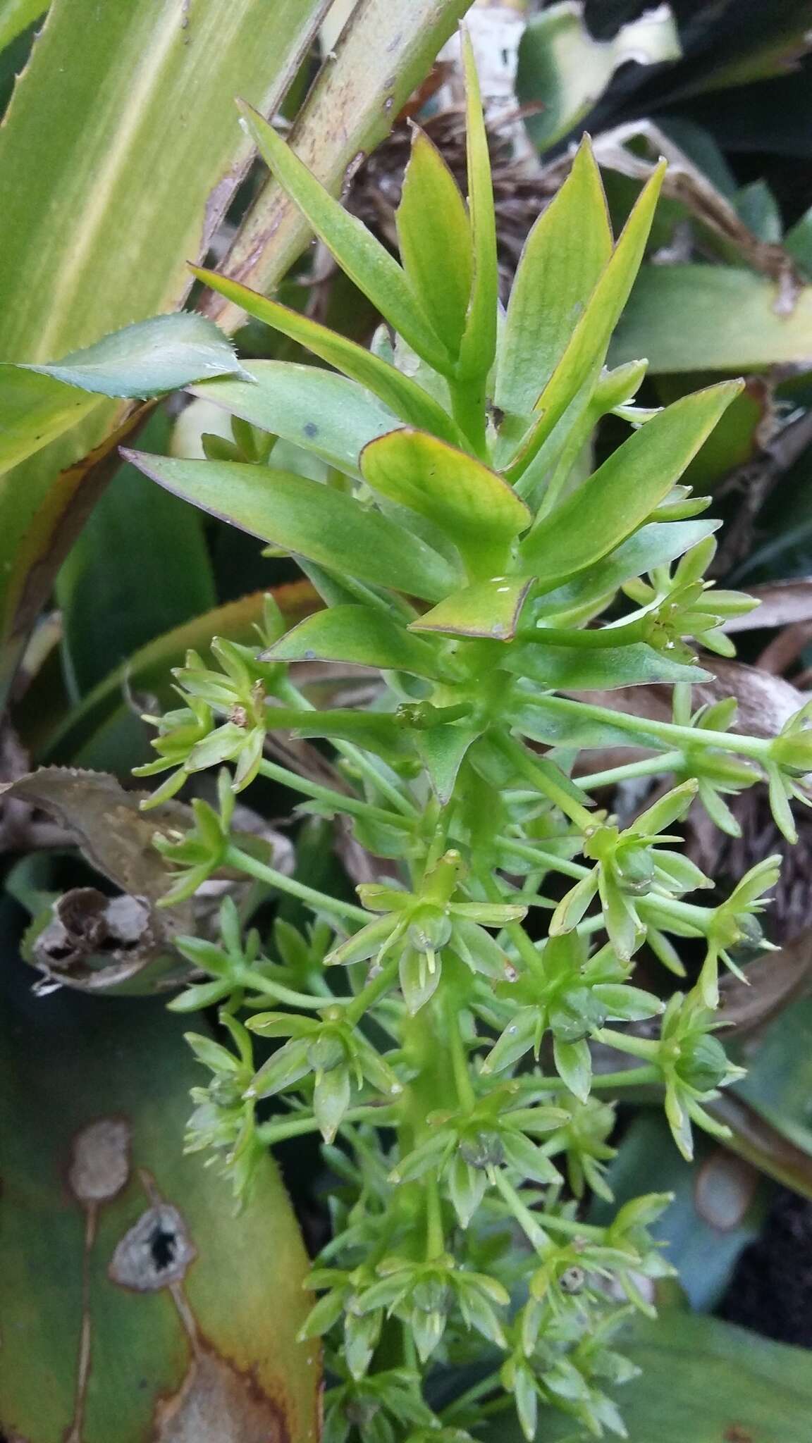 صورة Eucomis autumnalis (Mill.) Chitt.