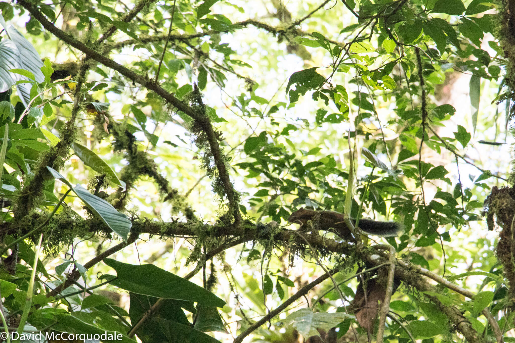 Image of Andean Squirrel