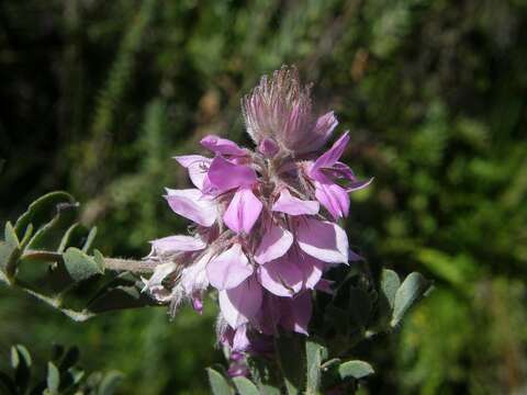 Image of Indigofera superba C. H. Stirt.