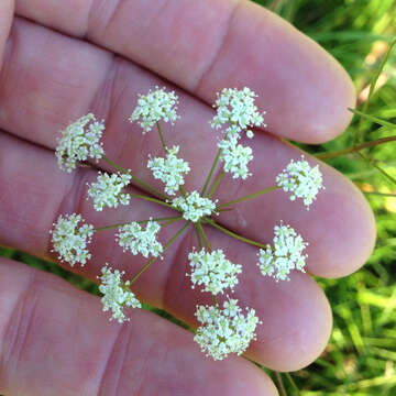 Image of bulblet-bearing water hemlock