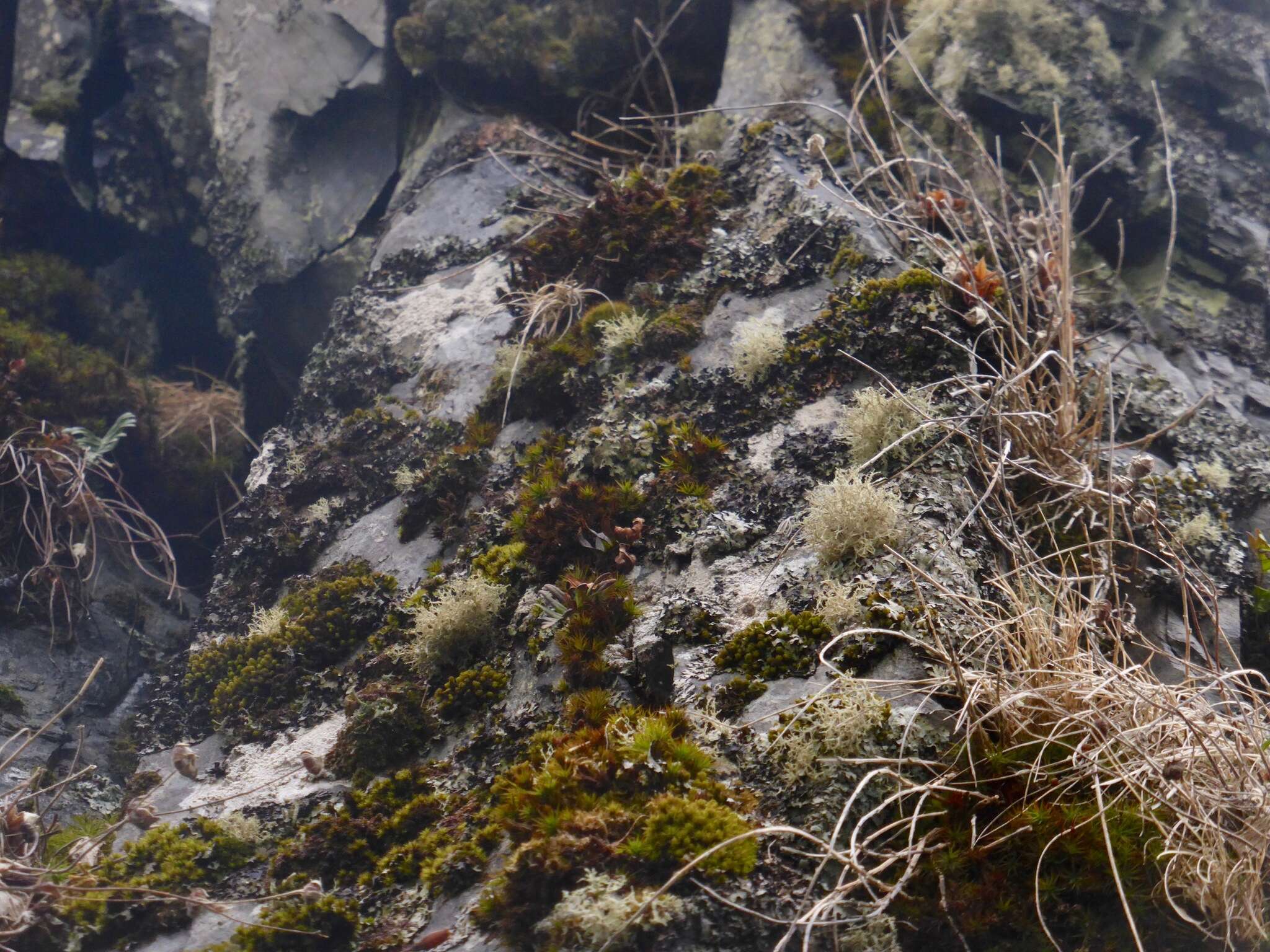 Image of <i>Ramalina scoparia</i> Vain.