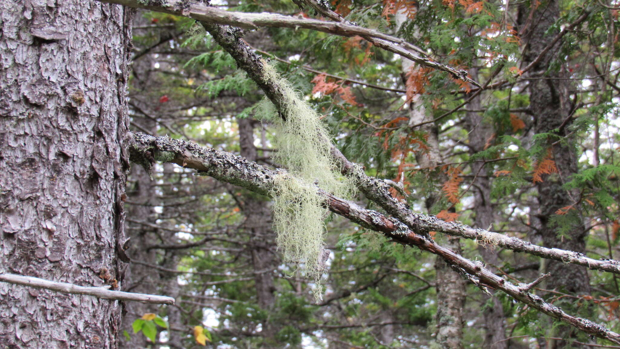 Image of Nadvornik's horsehair lichen