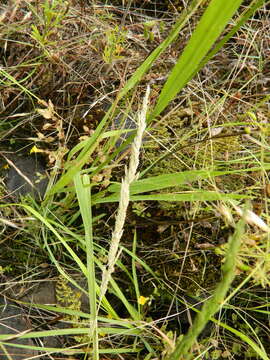 Imagem de Agrostis exarata Trin.