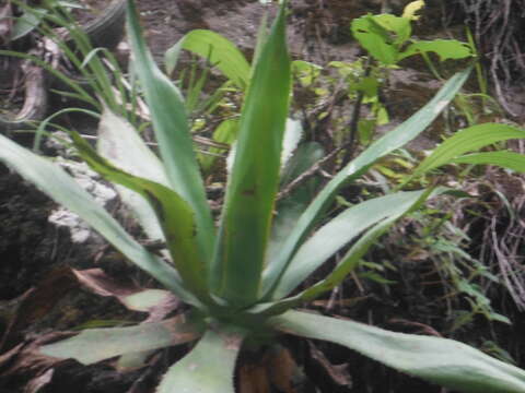 Image of Agave inaequidens subsp. barrancensis Gentry