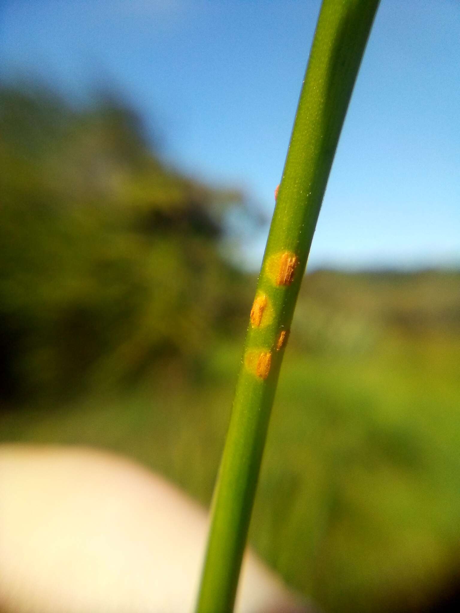 Image of Puccinia austrina McKenzie 2008